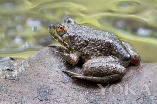 江湖告急 吃貨趕緊收拾行李組團打“怪獸”去(3) 江湖告急 吃貨趕緊收拾行李組團打“怪獸”去(3)