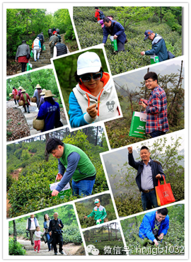 在這么美的地方體驗采茶，簡直太有感覺了