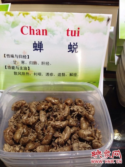 你可能沒想到，這個知了幼蟲退下的皮還是一味藥，對嗎？