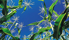 玉米割苗能增產(chǎn)20%～30%？不靠譜！