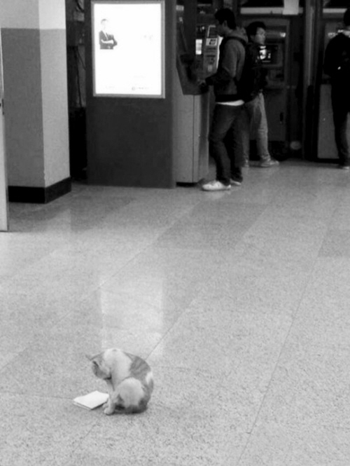 “東北大學貓讀書圖”紅網(wǎng)絡 不學習小心被貓超過