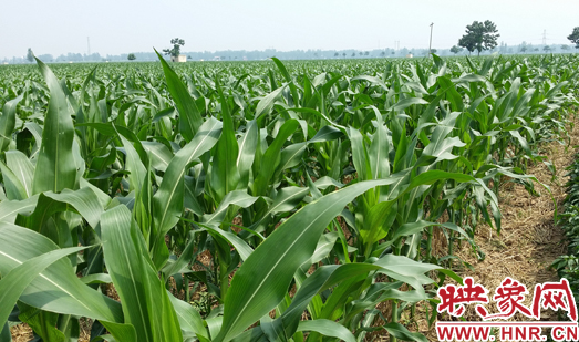 種植其他品種的玉米苗枝粗葉大，郁郁蔥蔥