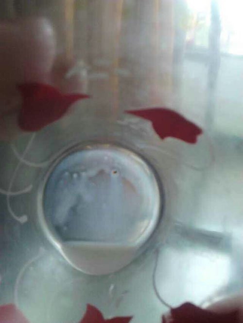 美贊臣奶粉接連吃出異物 客服回應稱屬正常顆粒 美贊臣奶粉接連吃出異物 客服回應稱屬正常顆粒