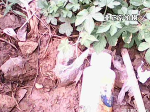 大棚蔬菜園區(qū)里到處丟棄著農(nóng)藥廢物。