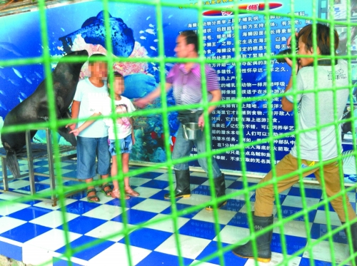 海獅就這樣被飼養(yǎng)員和攝影師擺弄，稍不聽話就會遭到毒打。