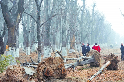 老樹之殤，令人扼腕。