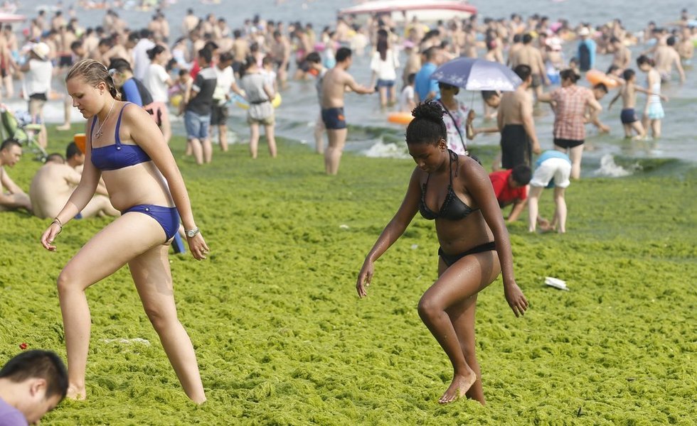 青島市民無視滸苔 青島市民無視滸苔