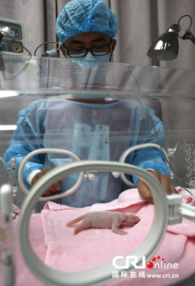 2013年7月11日，成都大熊貓繁育研究基地月亮產(chǎn)房，工作人員在照顧新生大熊貓寶寶。