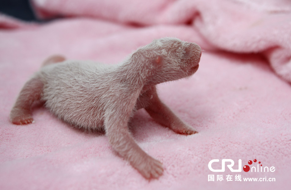 2013年7月11日，成都大熊貓繁育研究基地月亮產(chǎn)房，新生大熊貓寶寶在育嬰箱里憨態(tài)可掬。