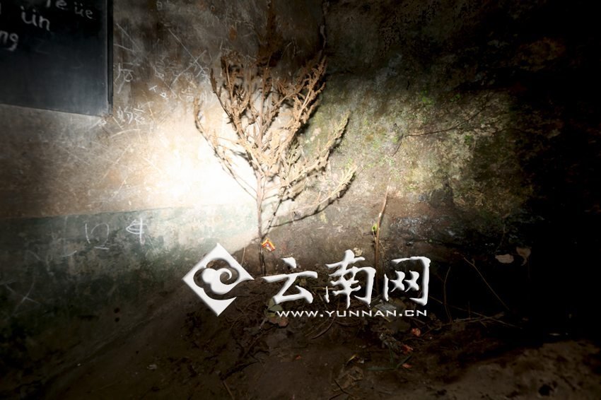 　教室里沒有燈，光線太暗，村民便種下了野蘇麻，希望教室有綠色，讓孩子們看到“希望”。 徐弘毅 攝