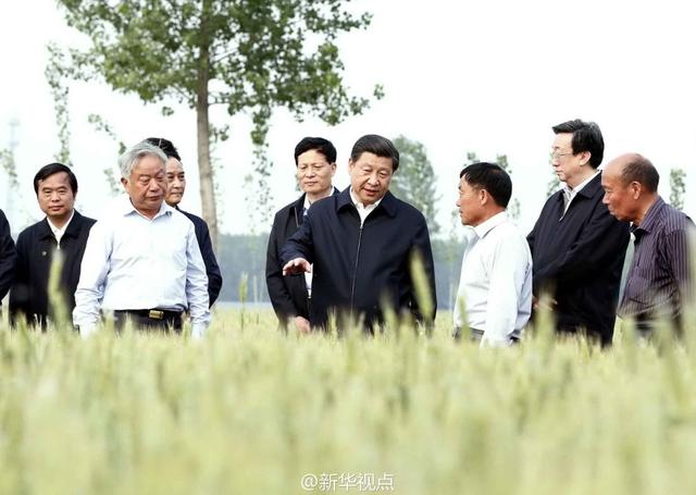 習(xí)近平走進糧田,看麥穗灌漿,問農(nóng)田建設(shè)。