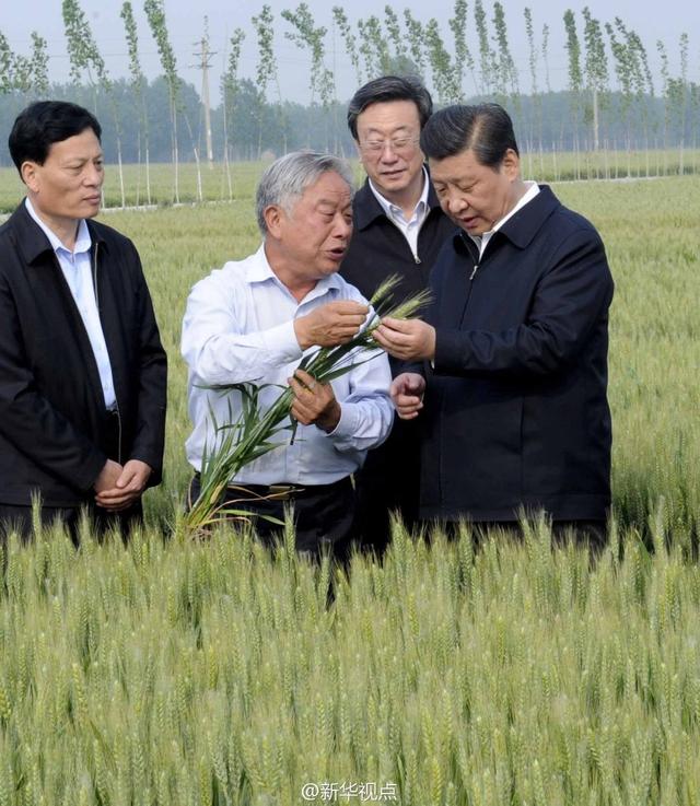 習(xí)近平走進糧田,看麥穗灌漿,問農(nóng)田建設(shè)。
