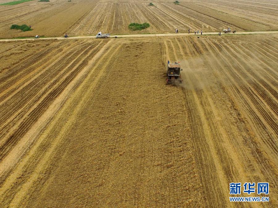 這是5月28日在河南省南陽市唐河縣甘河灣村航拍的麥?zhǔn)宅F(xiàn)場。