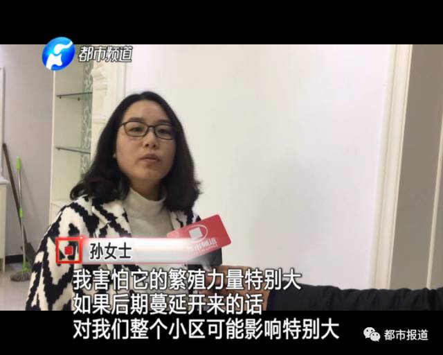 蟻?zhàn)宕筌娙肭?！十幾萬(wàn)裝修的新家被“吃掉”