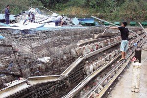 11月13日，位于三亞市吉陽鎮(zhèn)的三亞市菜籃子蛋雞基地，工人們正在搶修雞舍設(shè)施。