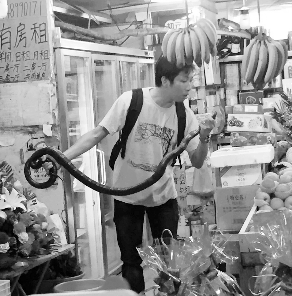 捕蛇專家張亮抓住眼鏡王蛇。信息時報記者 康健 翻拍