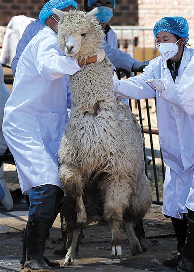 好強(qiáng)壯！我真的不是虛胖，兩三個(gè)人別想控制我。