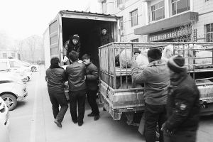 　　■返還追回的被搶綿羊。 本報(bào)記者董世杰攝