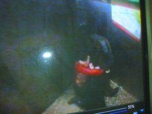 侯某被摁倒割喉。