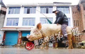 蔣大爺騎著他的種豬出門(mén)，回頭率很高。