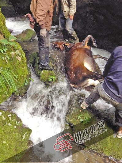 黃牛掉到懸崖下的小溪中。