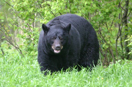 美國(guó)野熊深夜闖入民宅將鍋內(nèi)中餐一掃而光 美國(guó)野熊深夜闖入民宅將鍋內(nèi)中餐一掃而光