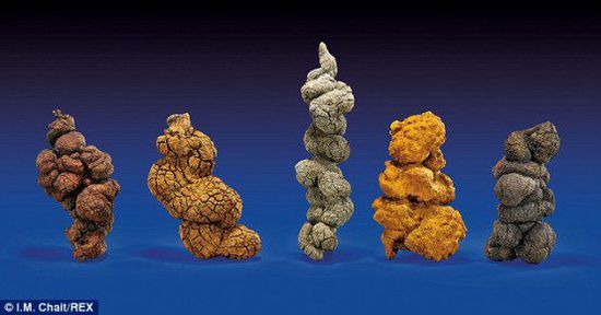 古時海龜五份糞便樣本也將拍賣。