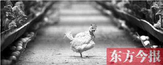 雞蛋賠本賣(mài)仍滯銷(xiāo) 養(yǎng)殖戶(hù)感嘆補(bǔ)貼政策有失公允