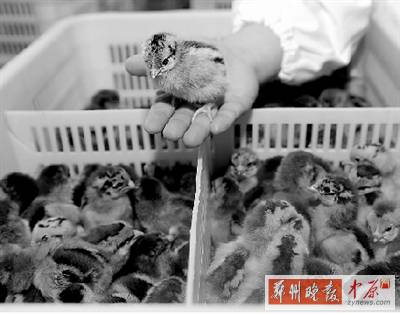 五一過(guò)后，雞苗價(jià)格逐步漲至2元