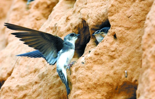 　曾經(jīng)，那些在工地上的巢穴待哺的小沙燕