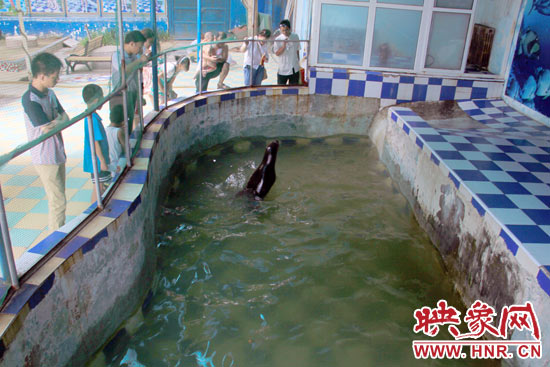 圖為游客在護(hù)欄網(wǎng)外面，觀看海獅的表演。