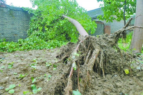 在焦作馬村區(qū)白莊老村，大樹被狂風(fēng)刮倒。