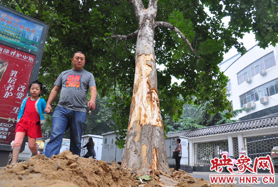 大樹根部翹起，歪向人行道邊。