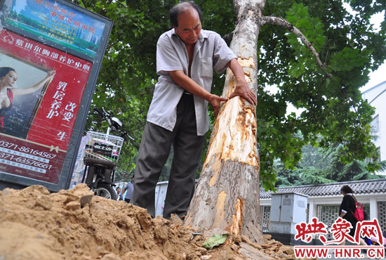 法桐受傷嚴重，樹皮上還沾著不少玻璃。