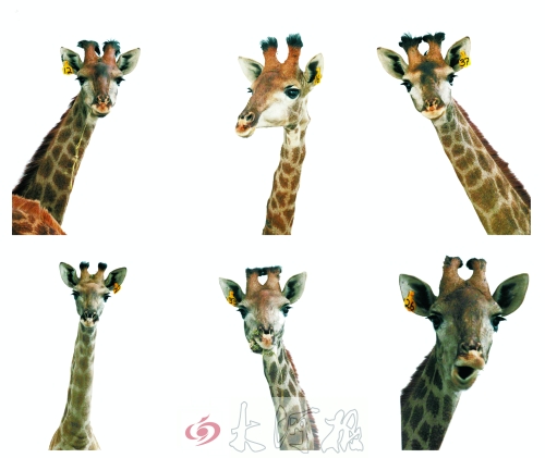 不是我們“高高在上”，只是個(gè)子太高就看看臉吧！