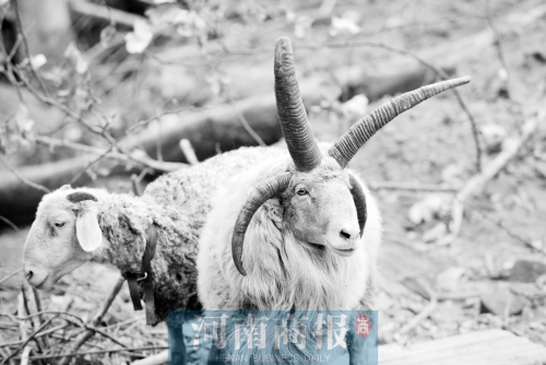 “咩……我的原主人說，他養(yǎng)了一輩子羊，也沒見過我這種情況”