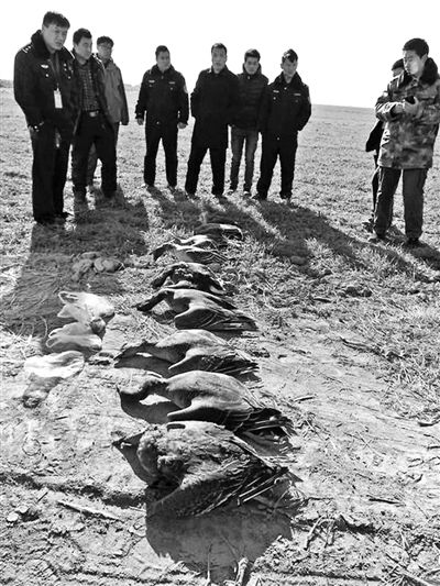 志愿者們?cè)诂F(xiàn)場撿到的死亡大雁及其他鳥類