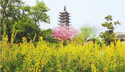 綠博園盛開的鮮花“期待”和市民“約會”。