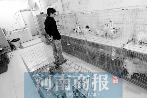 市民反映，淮河路“緣寵”寵物店曾出售疑似患病的狗