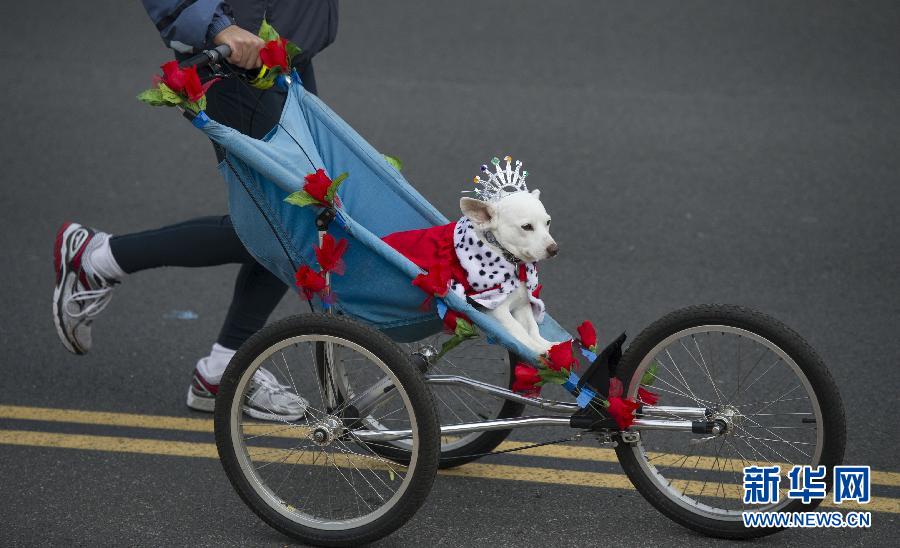 美國(guó)帕薩迪納舉行第124屆玫瑰花車游行