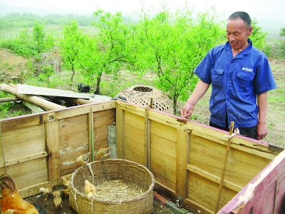 弟弟趙文富向記者介紹他們養(yǎng)雞的地方。