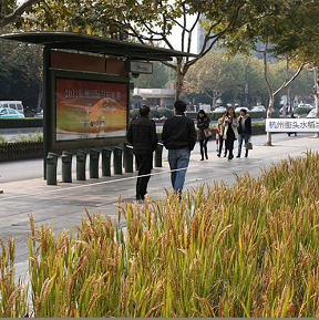 杭州街頭水稻當花養(yǎng)