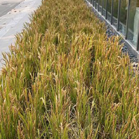 杭州街頭水稻當花養(yǎng)