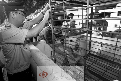 相關(guān)部門將加強(qiáng)管理，今年12月起烈性犬一律沒收。 （資料圖）