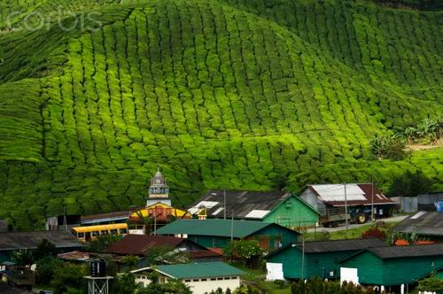 馬來(lái)西亞高原農(nóng)莊