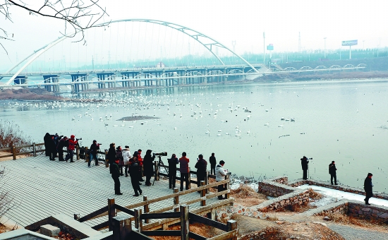 “哇!好多白天鵝?！? border=