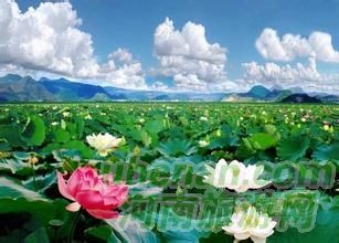 爸爸去哪兒？親密接觸荷花仙子