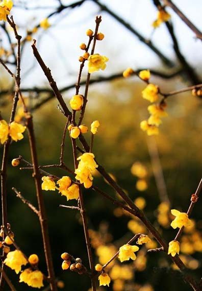 暗香浮動(dòng) 河南七大賞梅地推薦