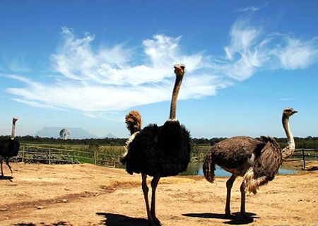 春節(jié)去哪兒？出游地圖告訴您！