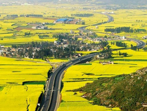 如何拍攝油菜花？達(dá)人教你7個(gè)拍攝技巧